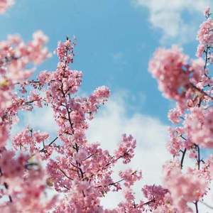 china厨房乱婬刺激
